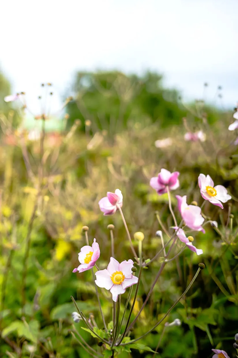 Villa, Gillbergsvik Carinero, Gillbergsvik, Trosa