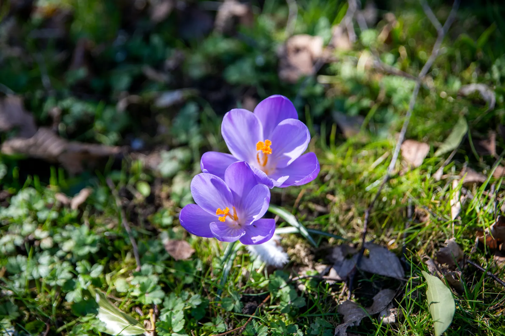 Villa, Banmästaregatan 22, Tomelilla Centrum, Tomelilla