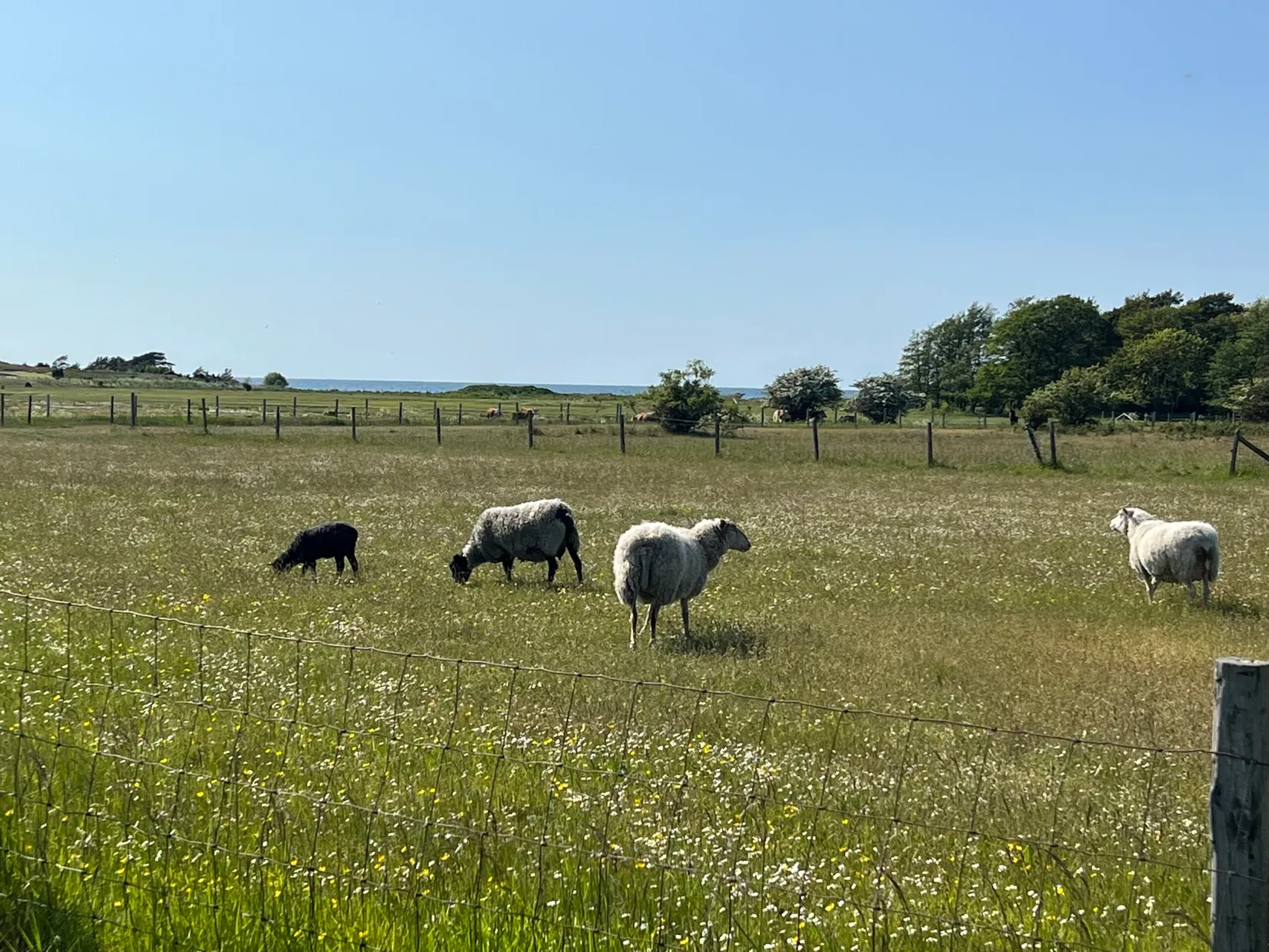 Tomt, Västergarn Ammor 914J, Västra Gotland - Västergarn med omnejd, Gotland