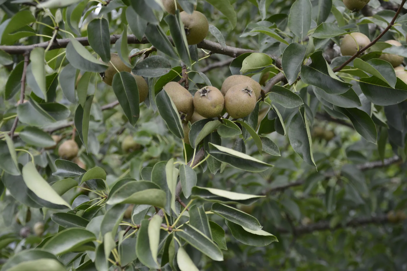 Villa, Örnvägen 1, Västra Dejefors, Forshaga