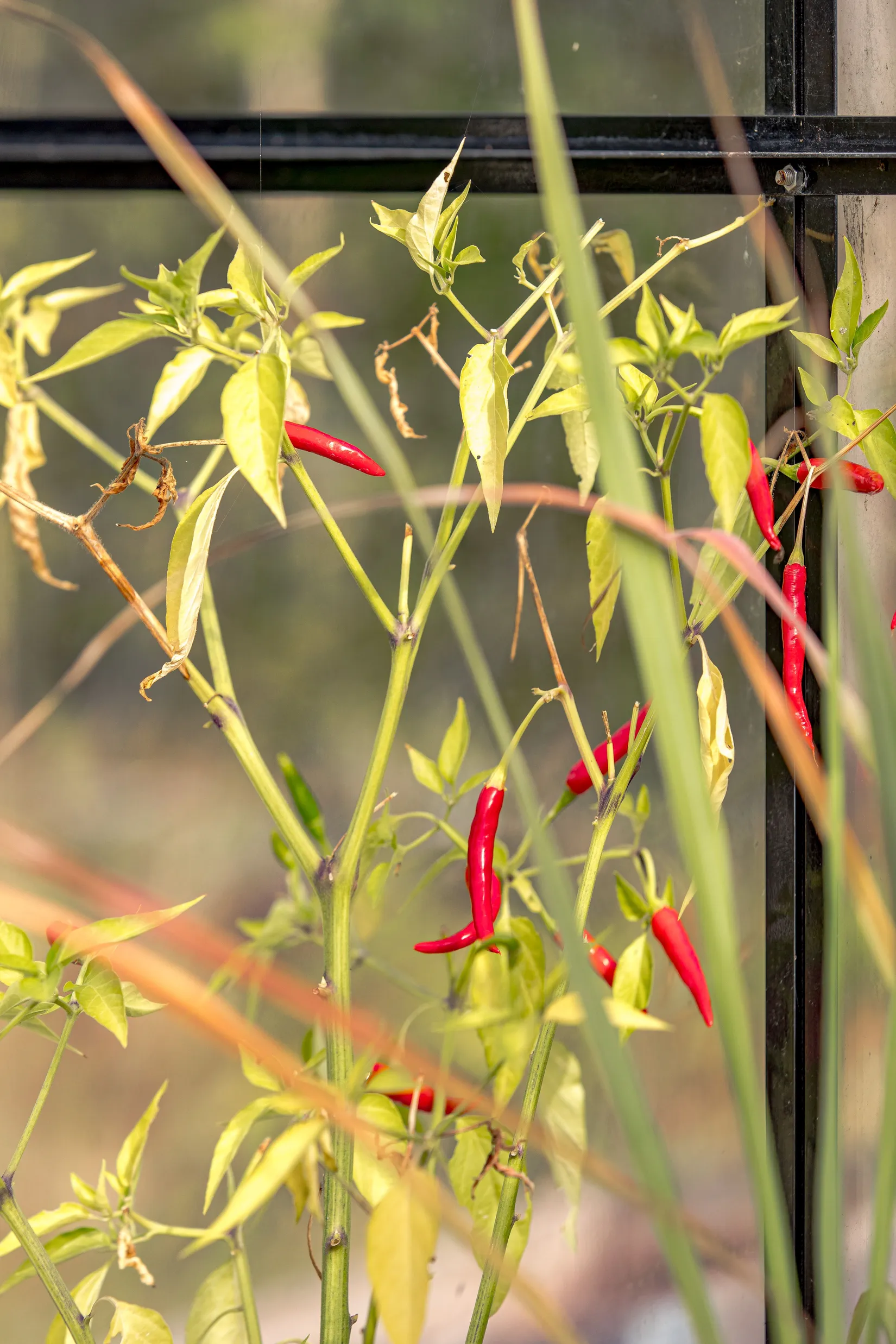 Villa, Kucklestensvägen 3, Ugglarp, Falkenberg