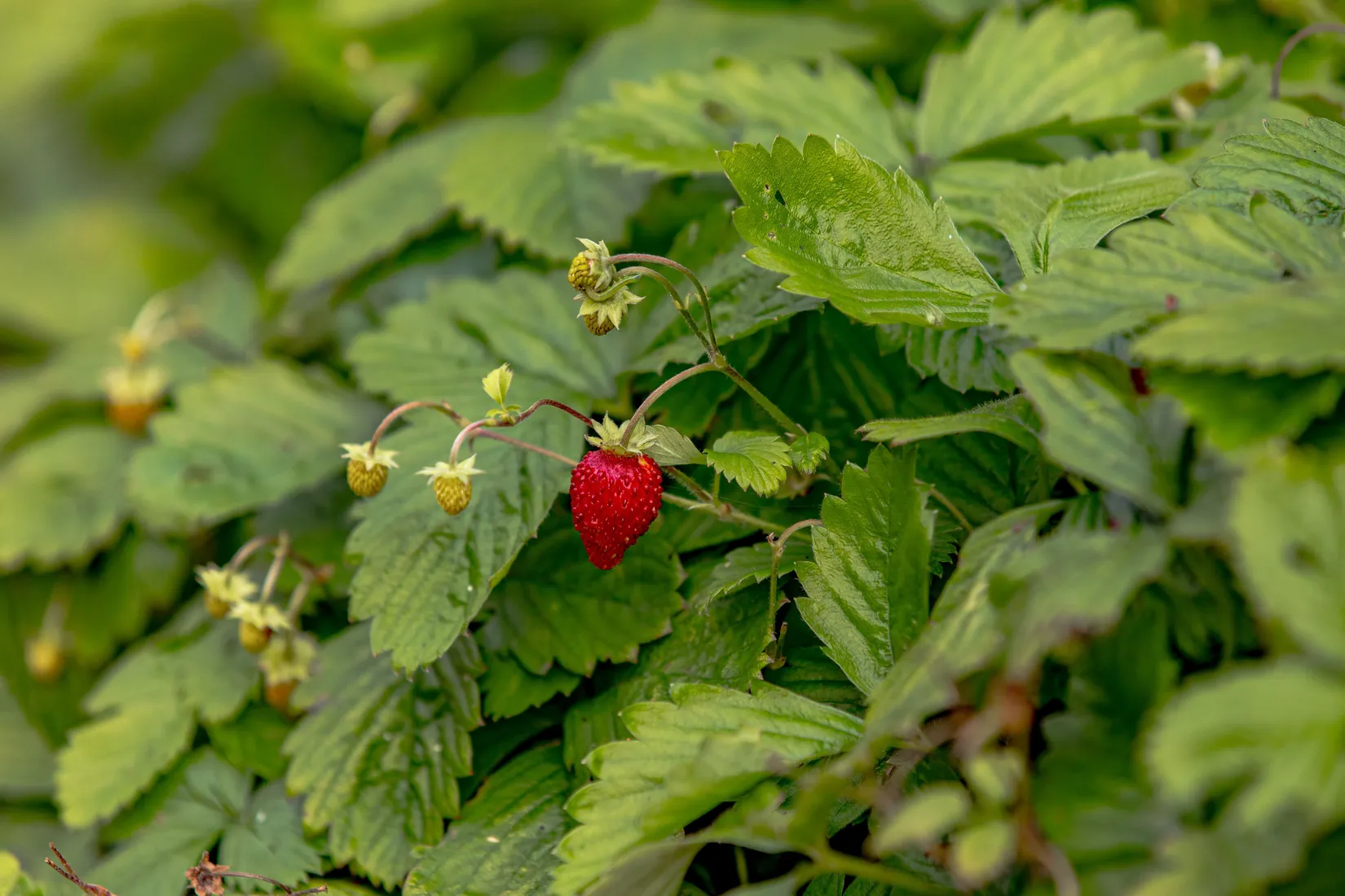 Villa, Kucklestensvägen 3, Ugglarp, Falkenberg