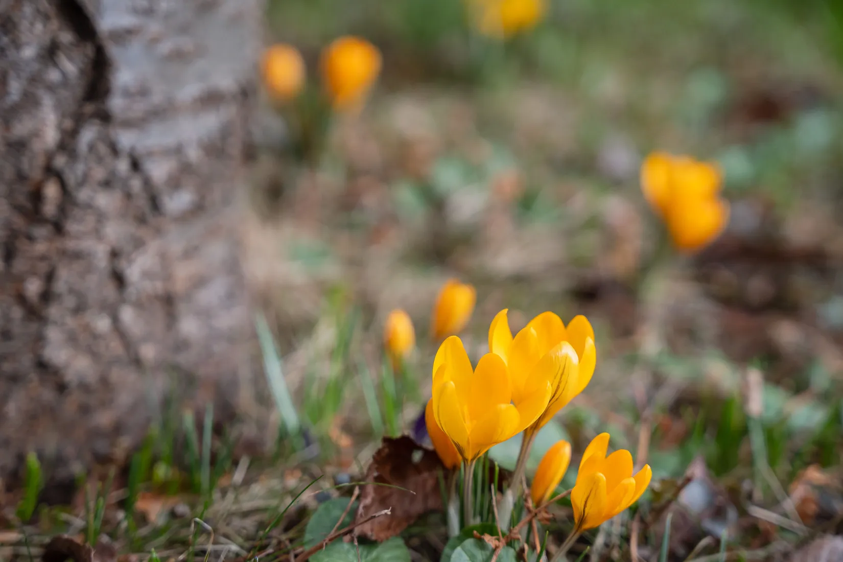 Villa, Linnévägen 55, Jursla, Norrköping