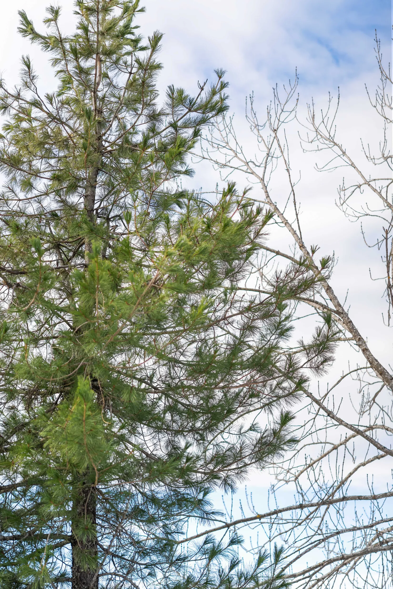 Villa, Kälarne Ansjö 157, Bräcke