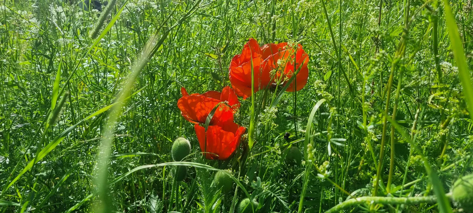 Villa, Gulleråsen Gamla Landsvägen 15, Gulleråsen, Rättvik