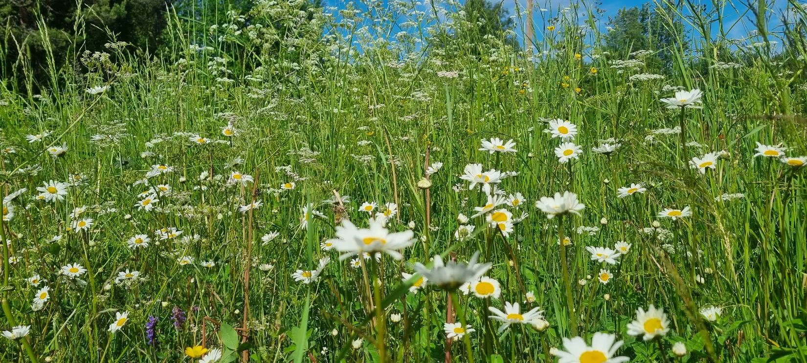Villa, Gulleråsen Gamla Landsvägen 15, Gulleråsen, Rättvik