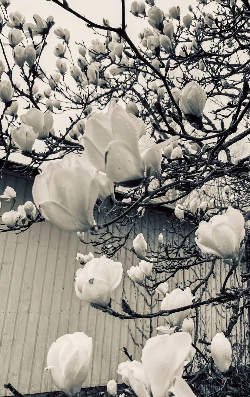 Villa, Josef Castells väg 4, Degeberga, Kristianstad