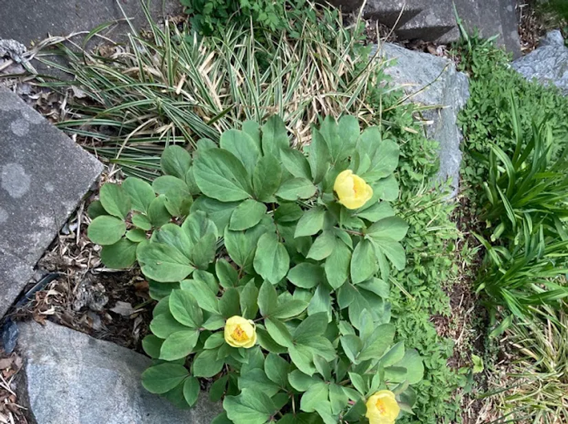 Villa, Kompassbacken 12, Spånga - Sundby, Stockholm