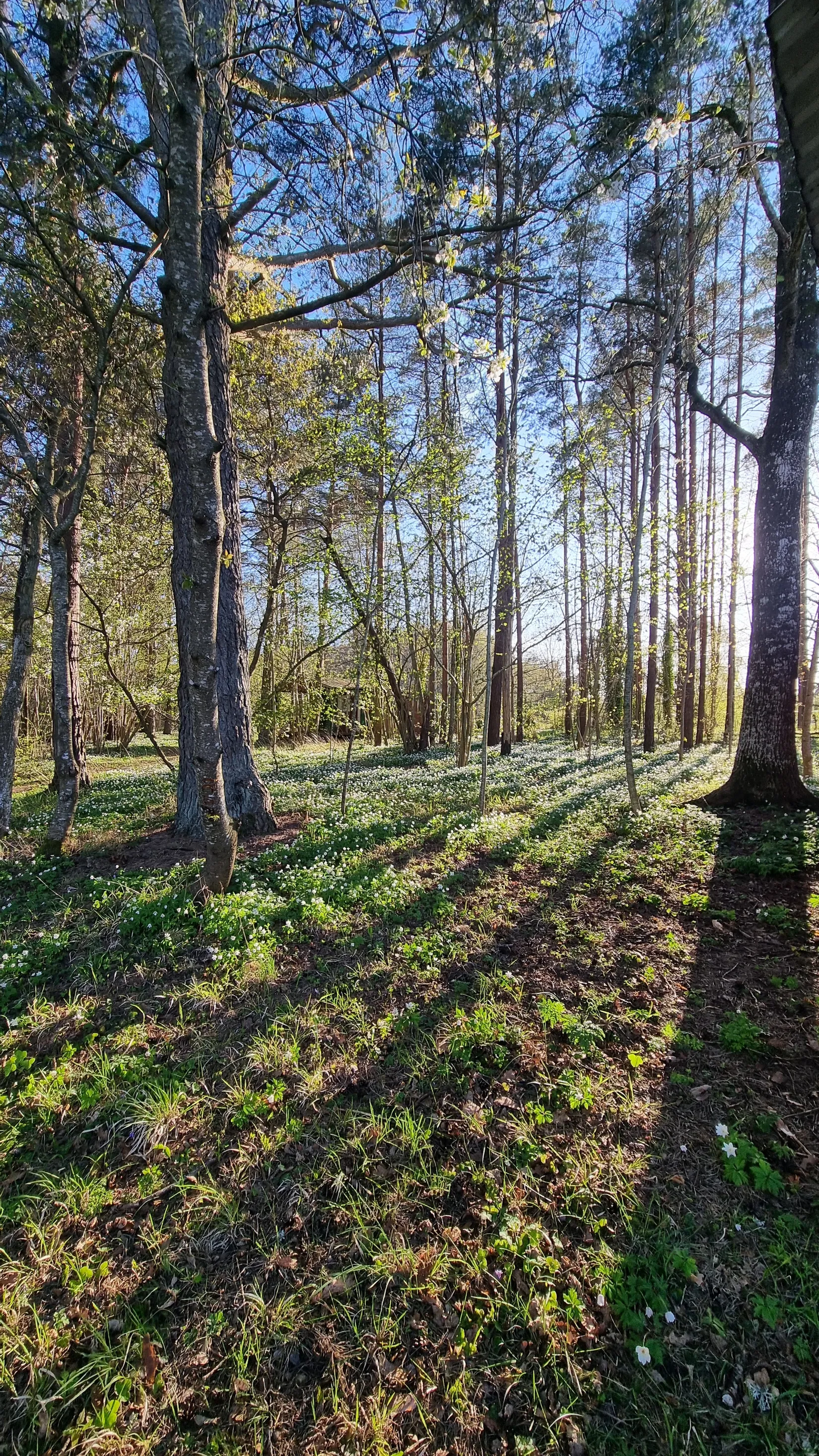 Övrigt, Garde Guffride 322, Garda - Södra Gotland, Gotland