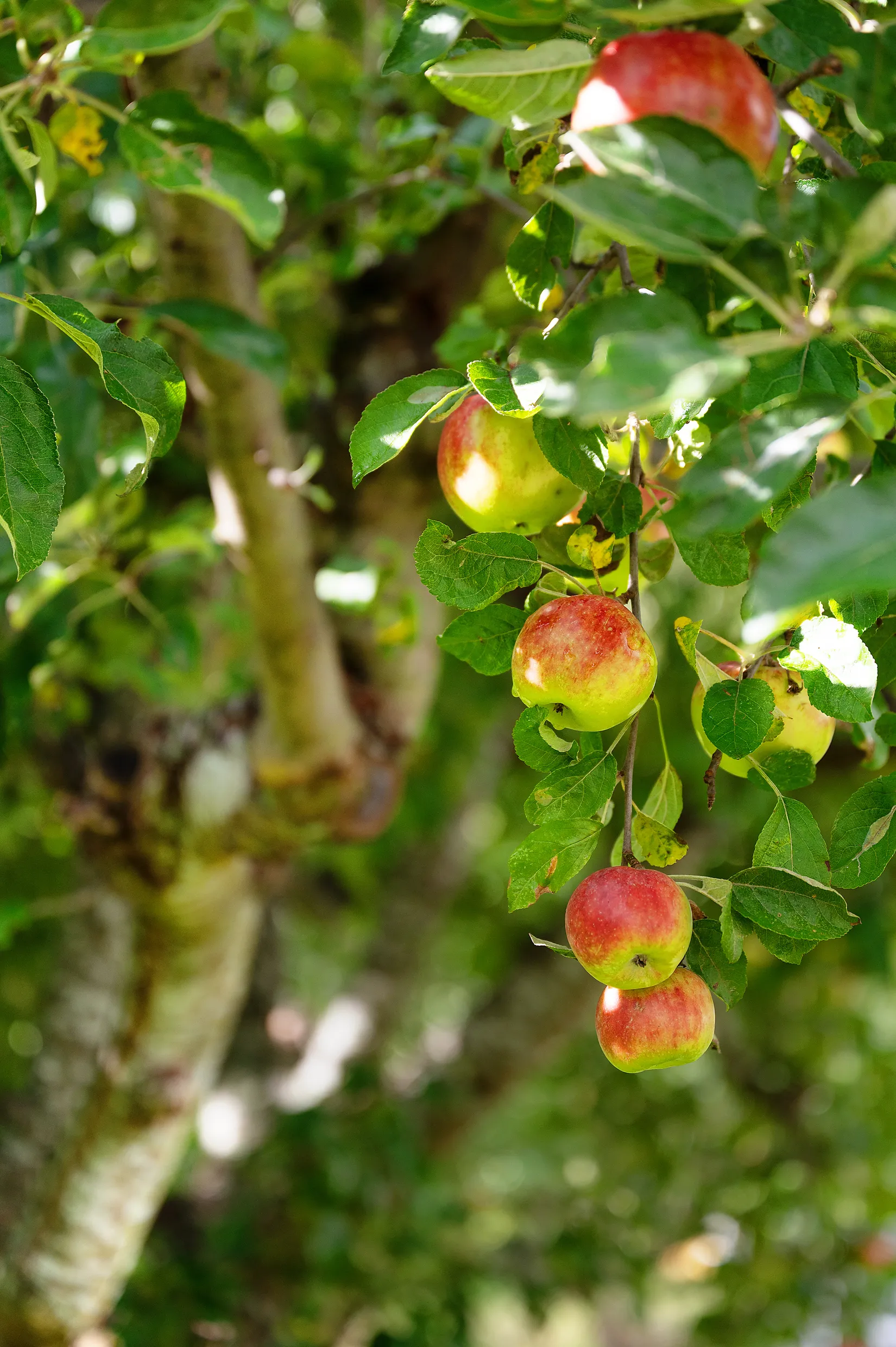 Radhus, Östergökssvängen 31, Spånga Nälsta, Stockholm