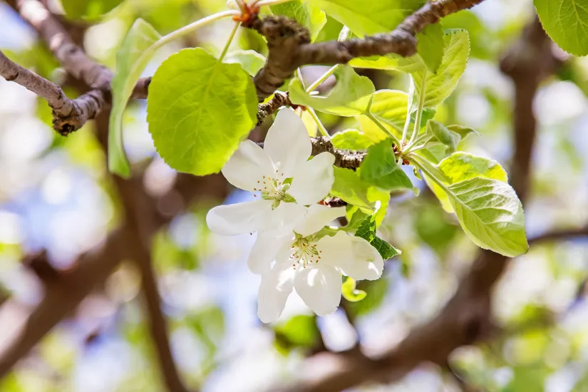 Bostadsrätt, Smörslätten 30, Björkekärr, Göteborg