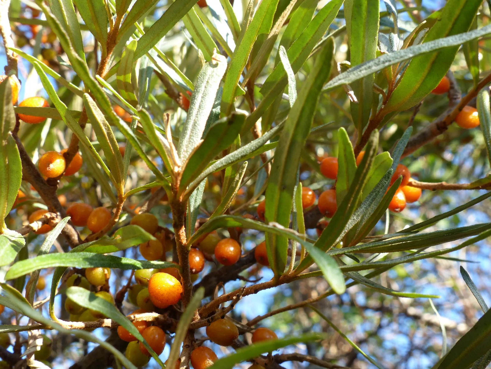 Fritidshus, Senneby myggväg 5, Senneby haken Väddö, Norrtälje