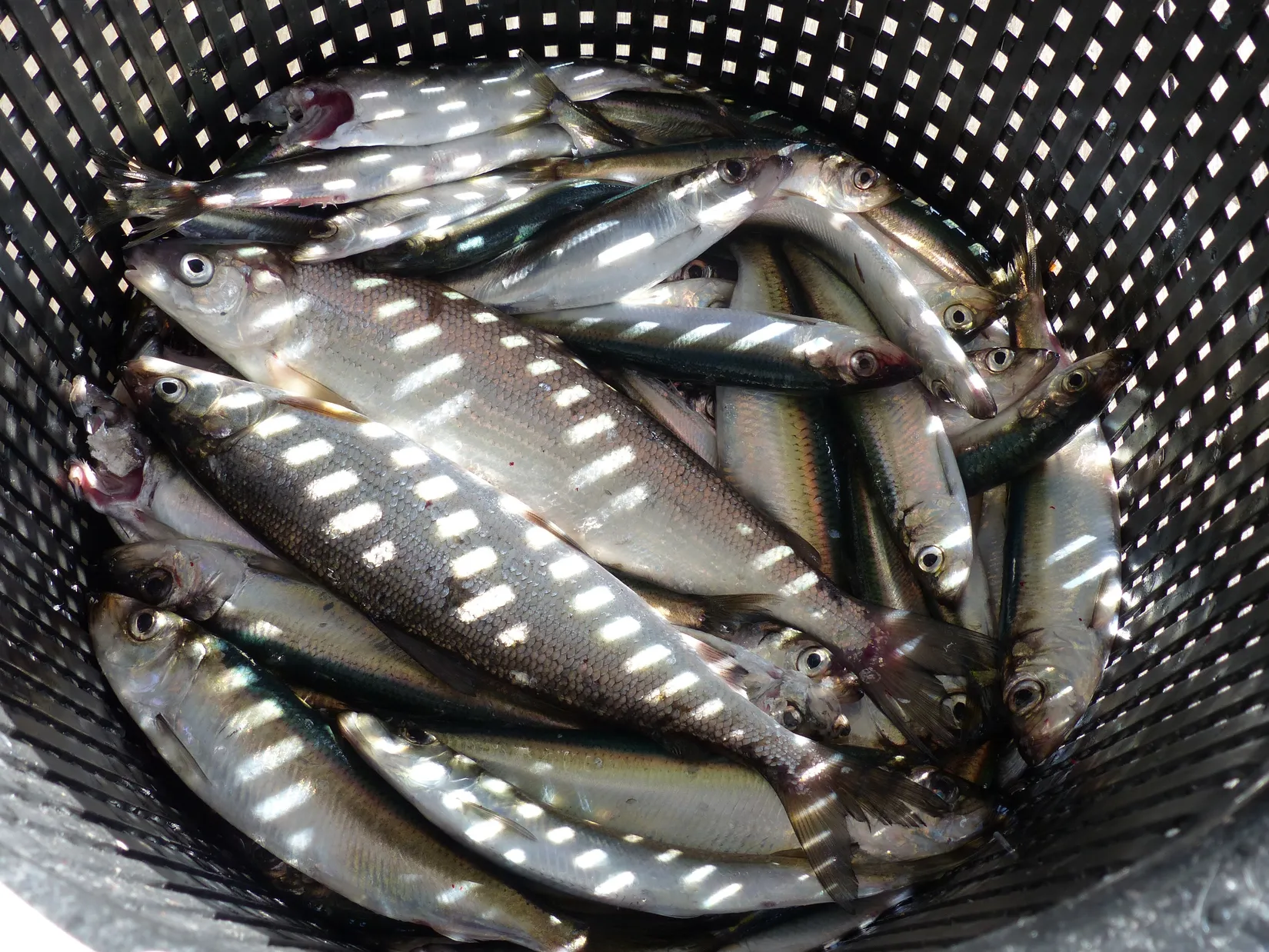 Fritidshus, Senneby myggväg 5, Senneby haken Väddö, Norrtälje