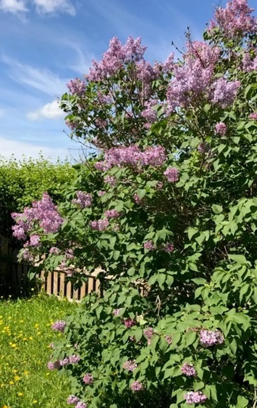 Villa, Köpmangatan 29, Härnösand