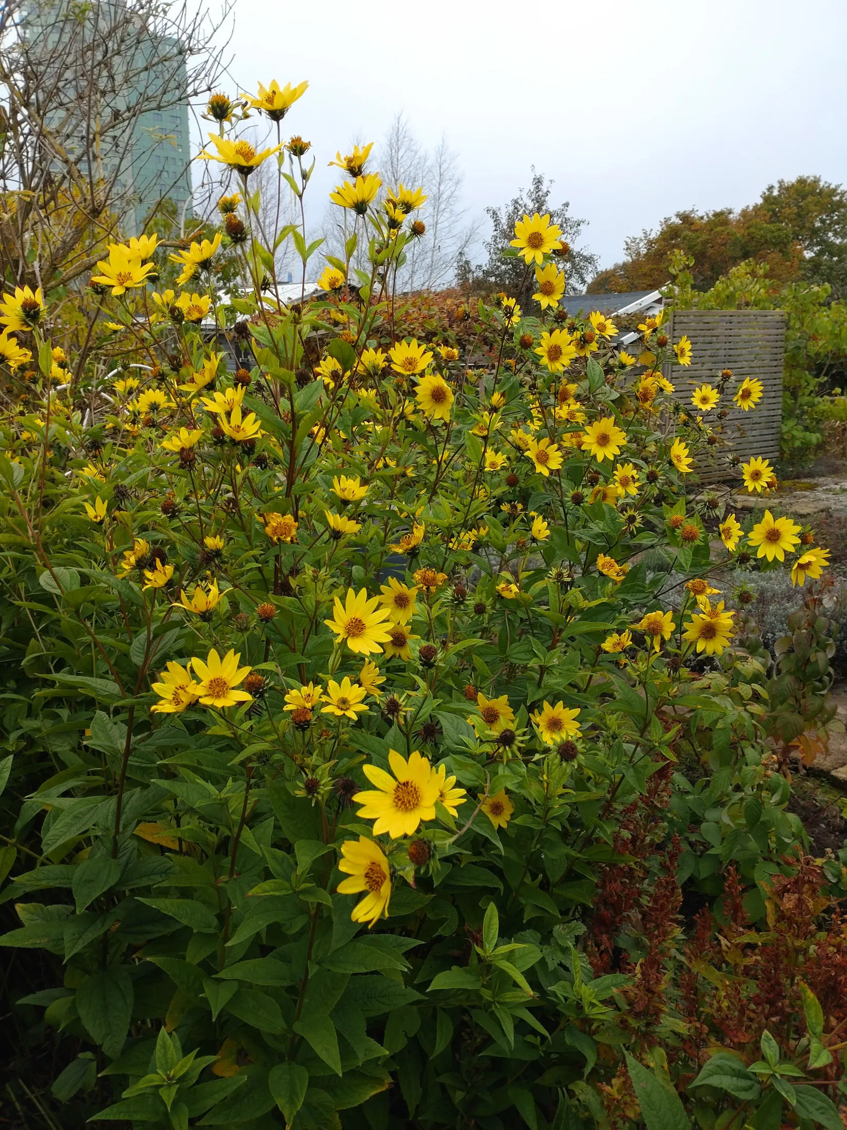 Övrigt, Närlunda Koloniförening stuga 25, Närlunda, Helsingborg