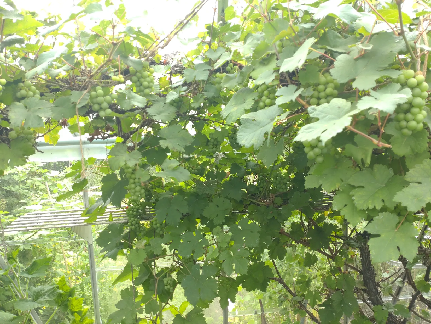 Övrigt, Närlunda Koloniförening stuga 25, Närlunda, Helsingborg