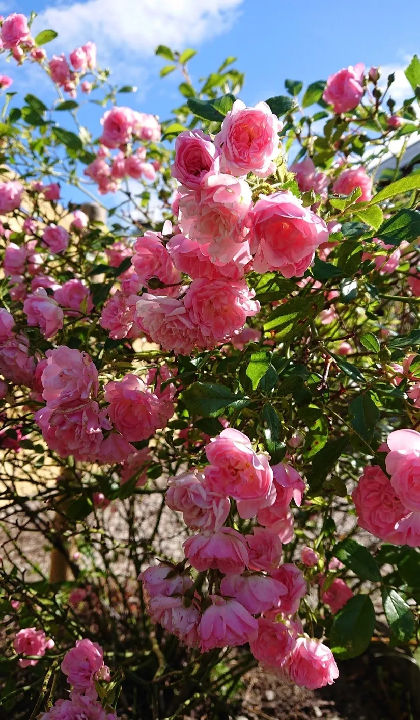 Villa, Tommarpsvägen 388, Västra Tommarp, Trelleborg