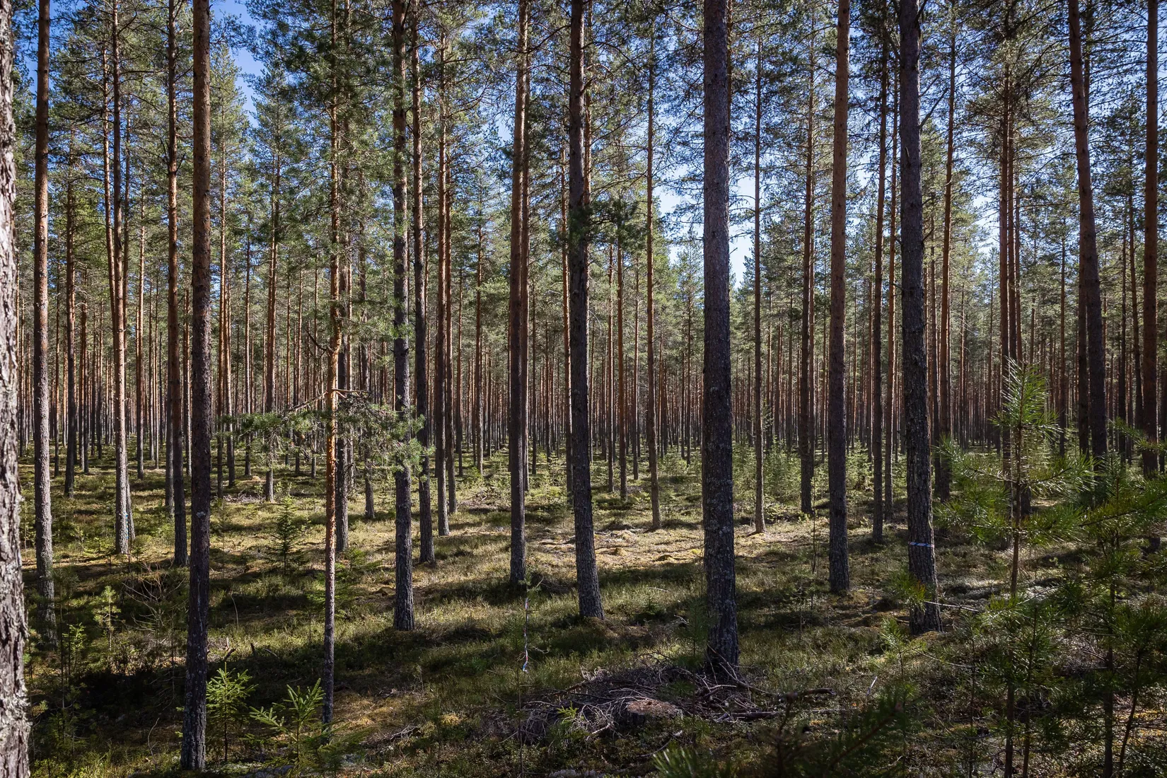 Gård/Skog, Sköldmovägen 2, Veckebo, Ljusdal
