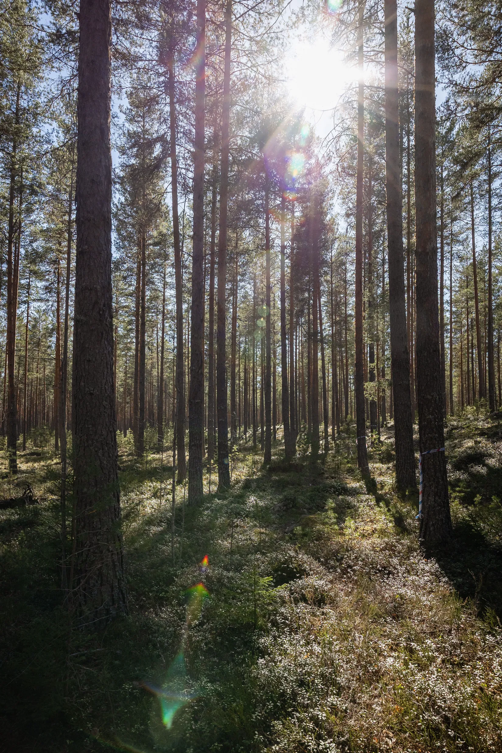Gård/Skog, Sköldmovägen 2, Veckebo, Ljusdal