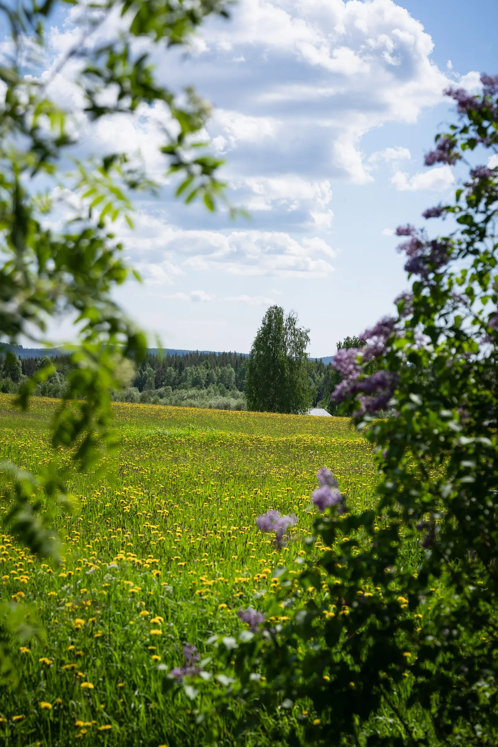 Gård/Skog, Valliden 49, Skellefteå
