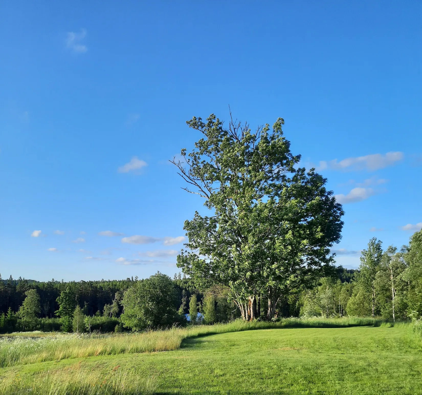 Gård/Skog, Sålhults gård, Burseryd, Gislaved