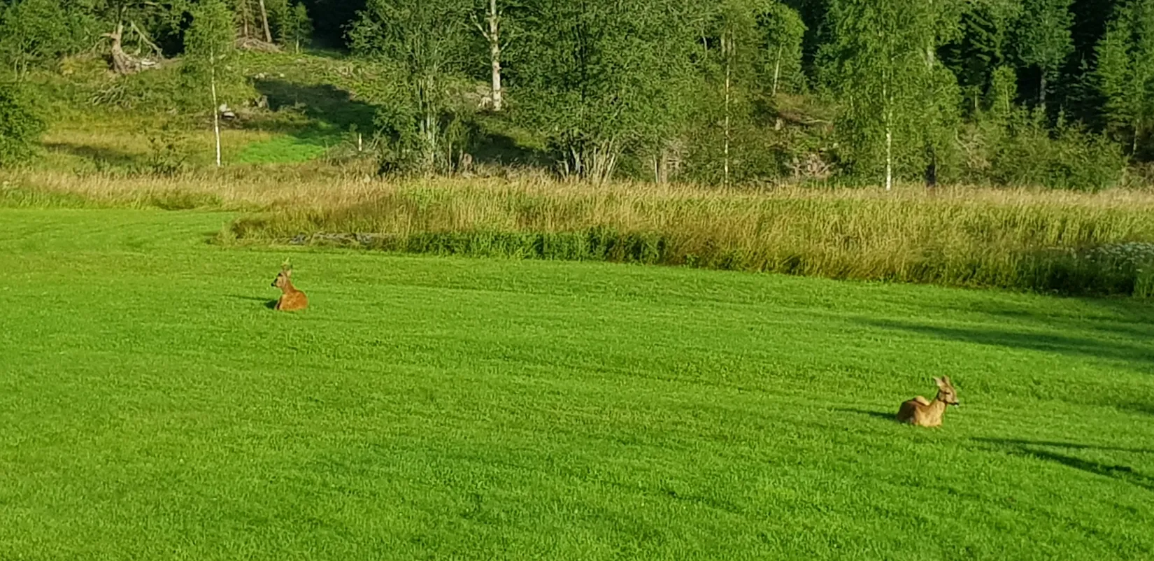 Gård/Skog, Sålhults gård, Burseryd, Gislaved