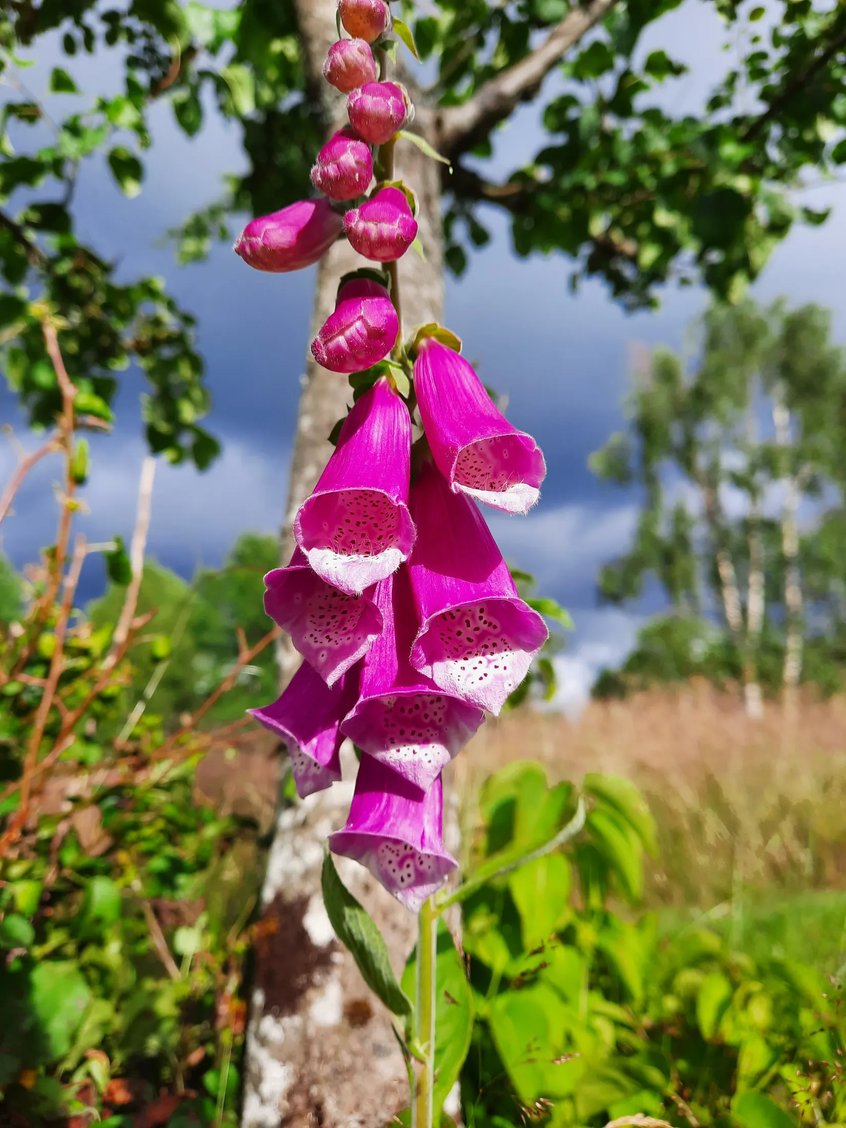 Gård/Skog, Sålhults gård, Burseryd, Gislaved