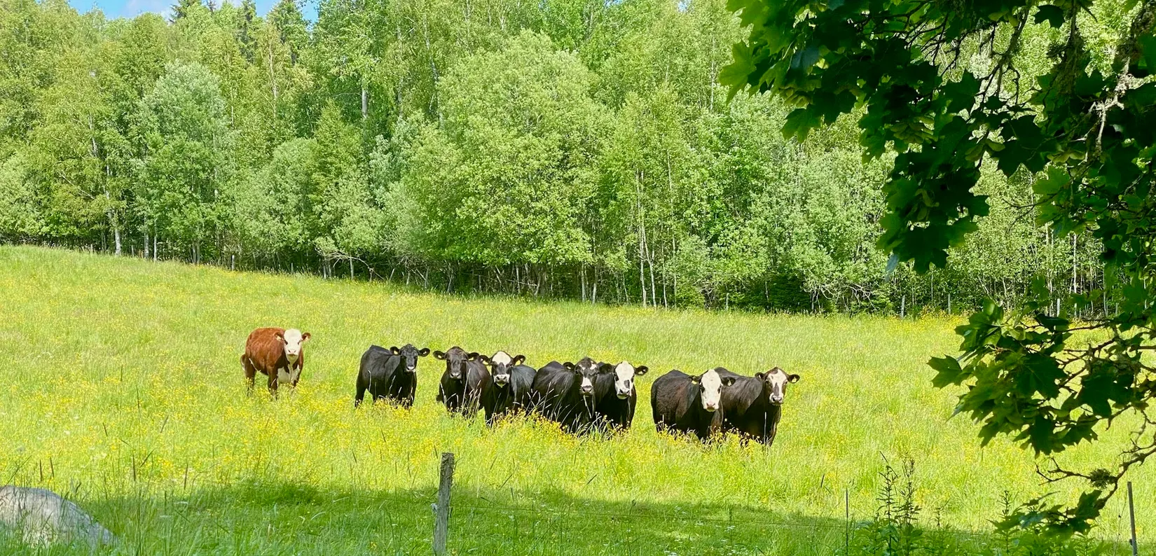 Fritidshus, Baggetorp 49, Motala