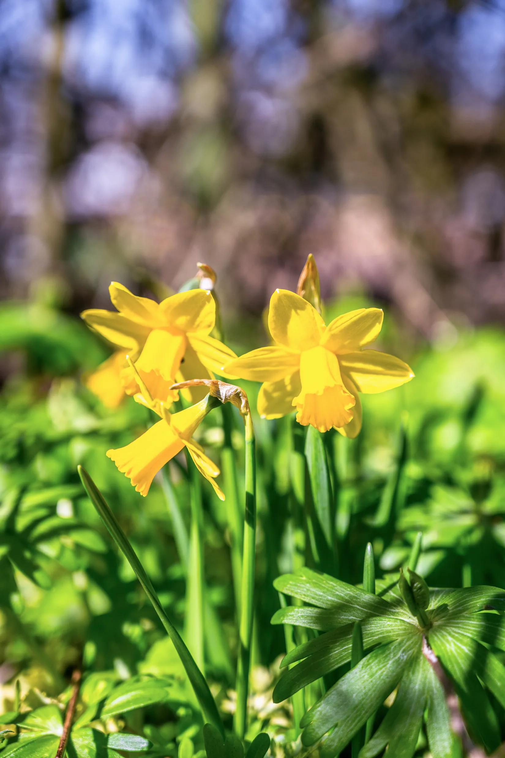 Fritidshus, Fritjofs väg 4 - Solhällan, kolonilott nr 71, Vipelyckan, Lund