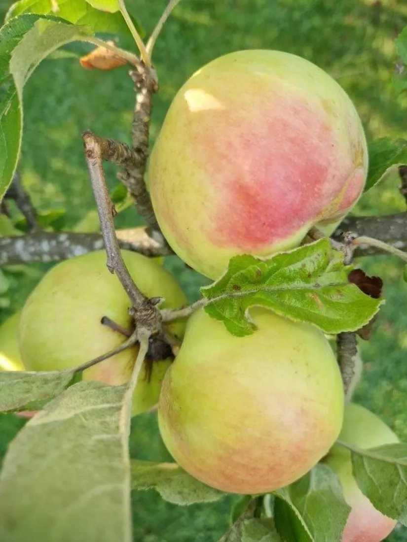 Villa, Hörsta 208, Hörsta, Kumla