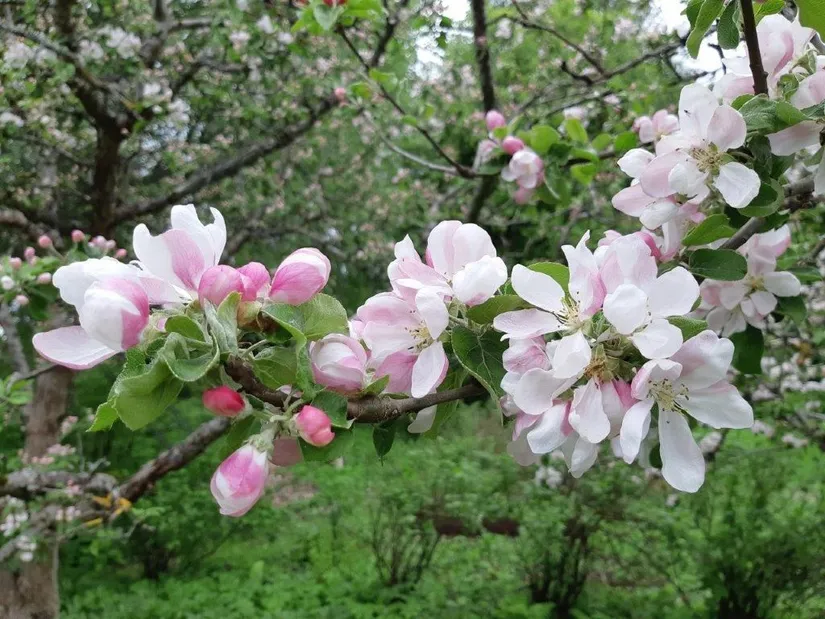 Villa, Hörsta 208, Hörsta, Kumla