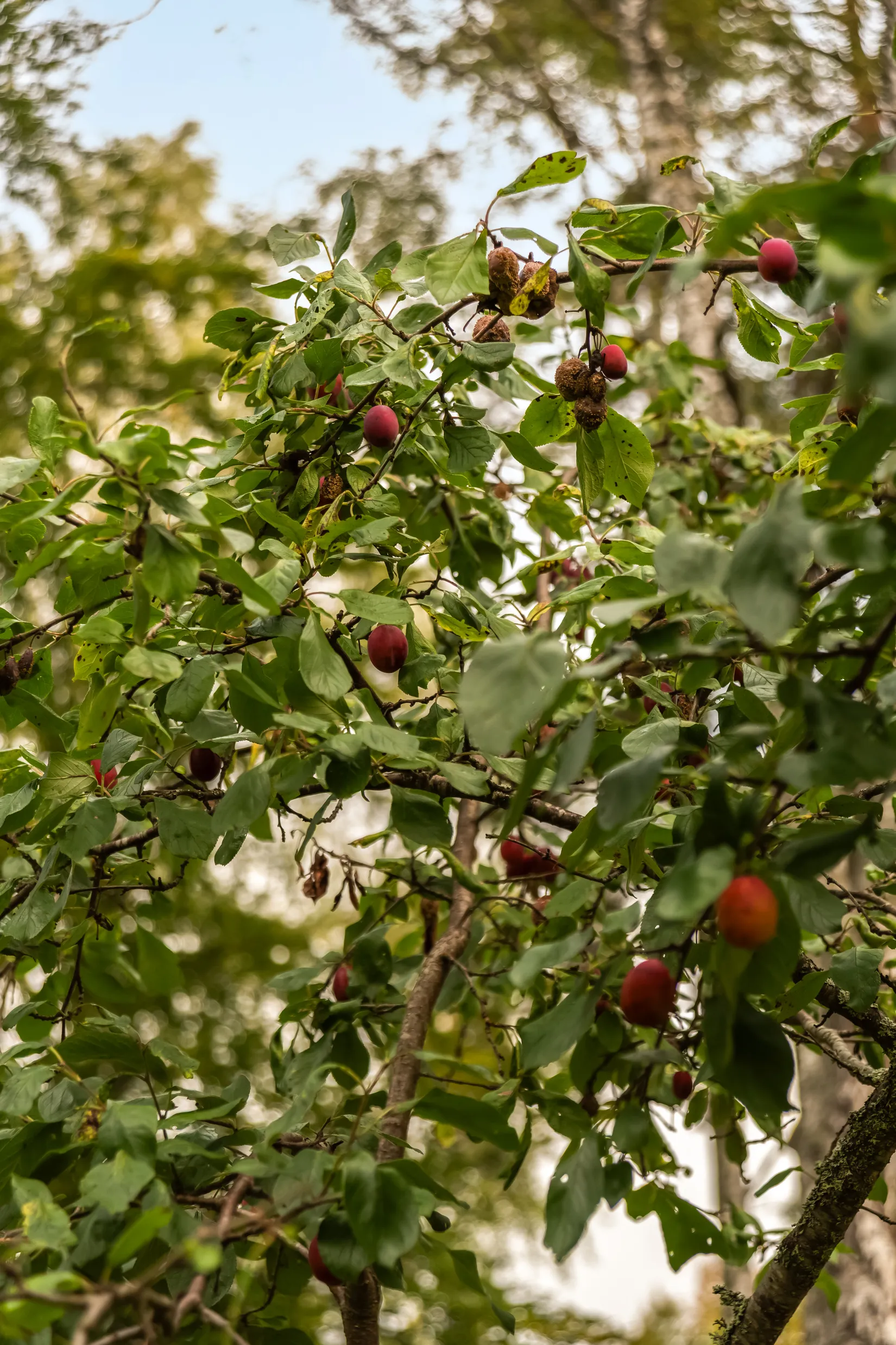 Villa, Starvägen 10, Värmdö - Strömma, Värmdö