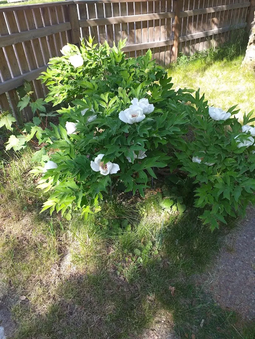 Villa, Lärkvägen 2, Näsbypark, Täby