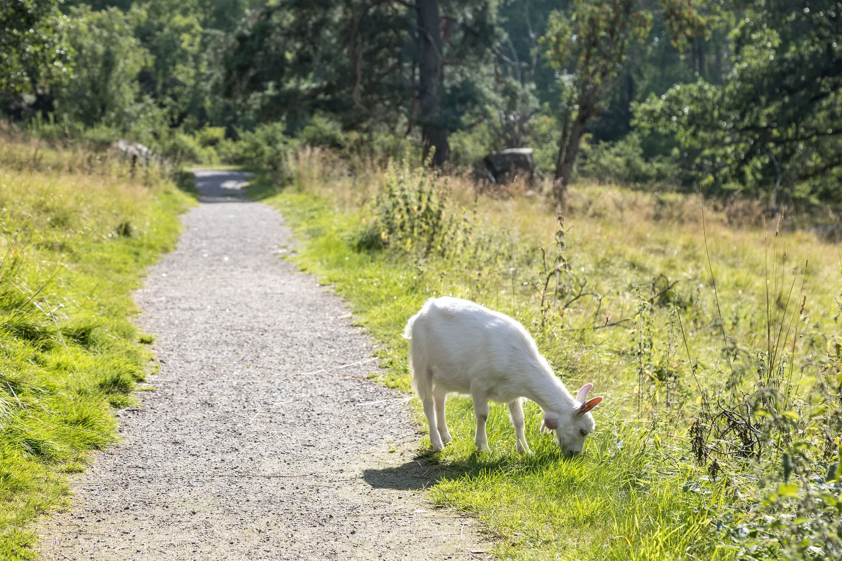 Villa, Radhus, Flugsvampsvägen 32, Sörskogen, Huddinge