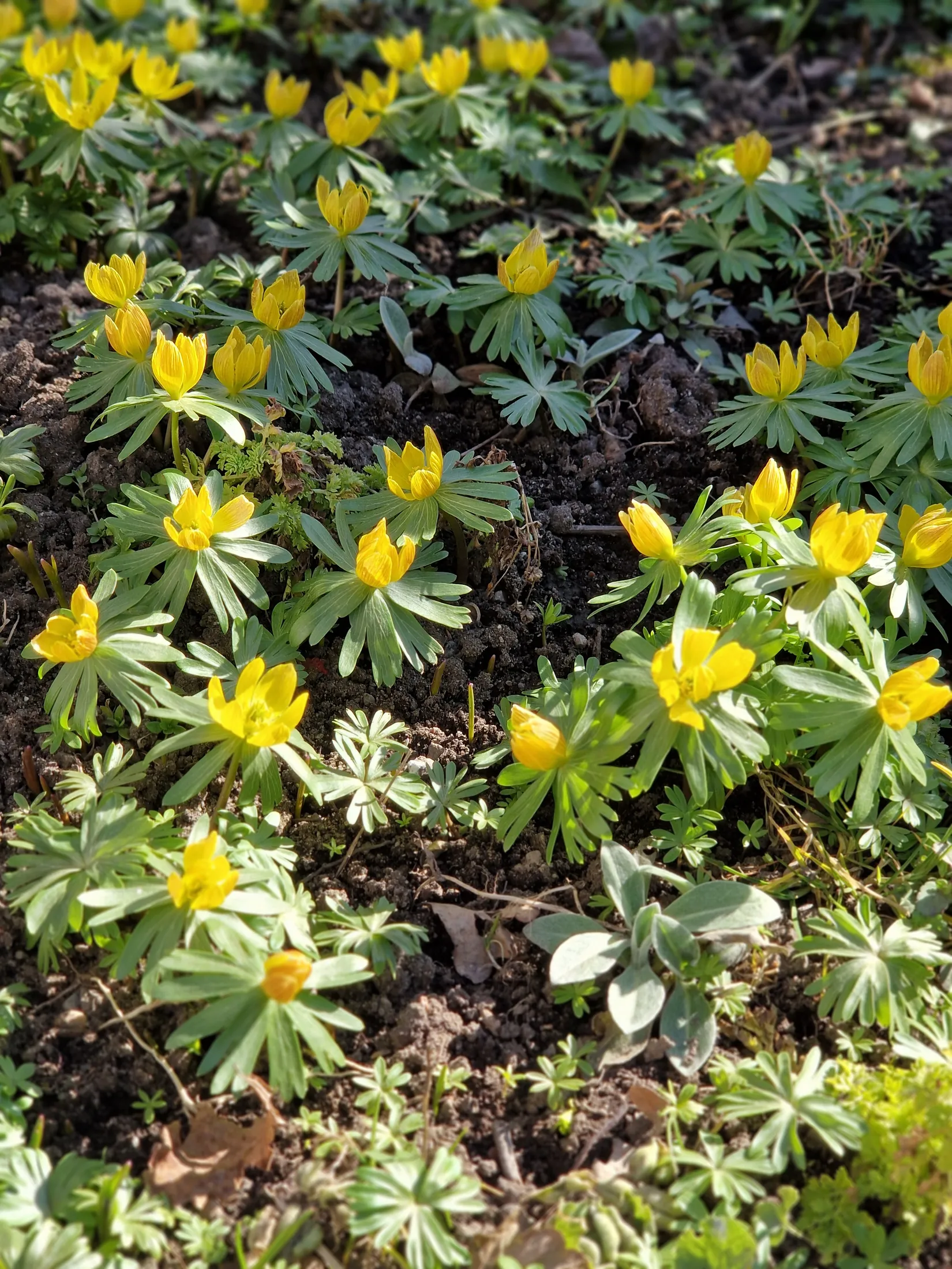 Villa, Lammholmsbacken 58, Skärholmen, Stockholm
