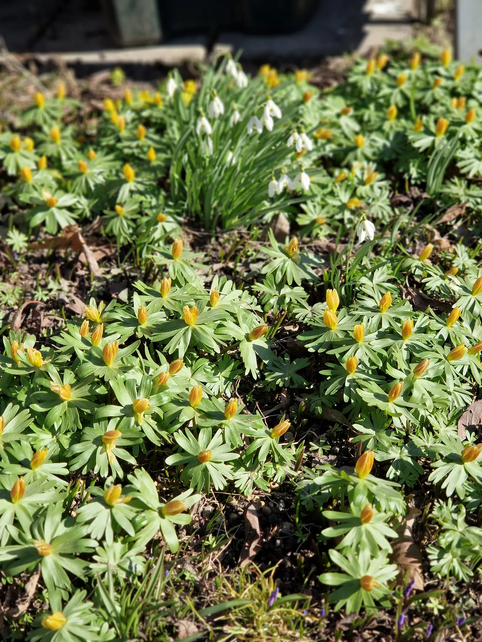 Villa, Lammholmsbacken 58, Skärholmen, Stockholm