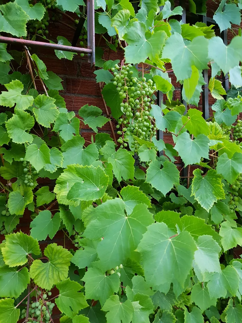 Villa, Norrskensvägen 4, Skälby, Järfälla