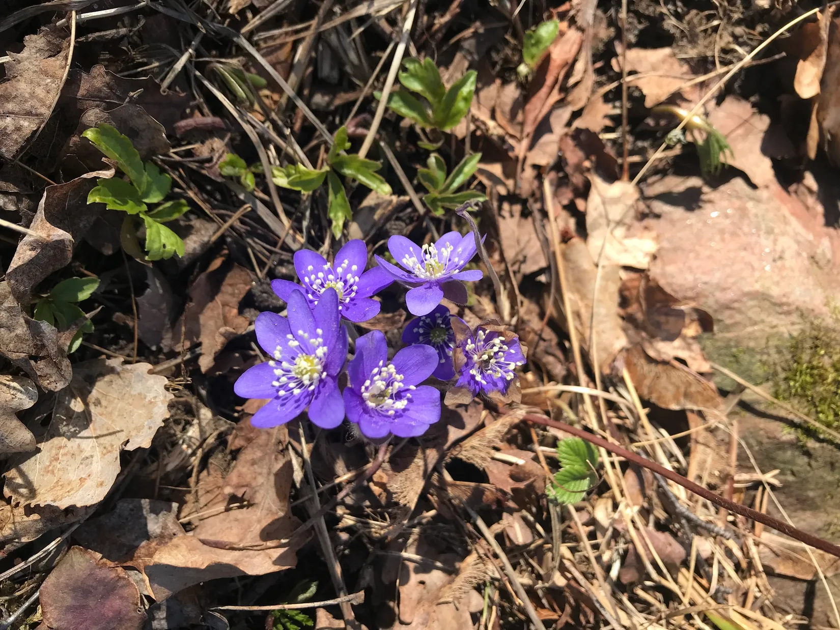 Fritidshus, Västra Lövholmsvägen 6, Anderssvedja, Norrtälje