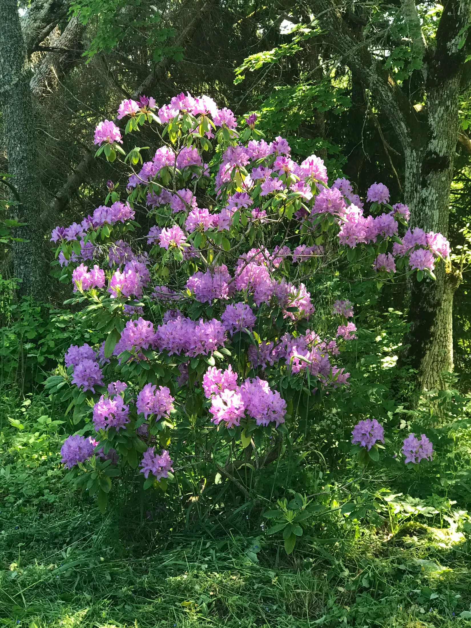 Fritidshus, Västra Lövholmsvägen 6, Anderssvedja, Norrtälje