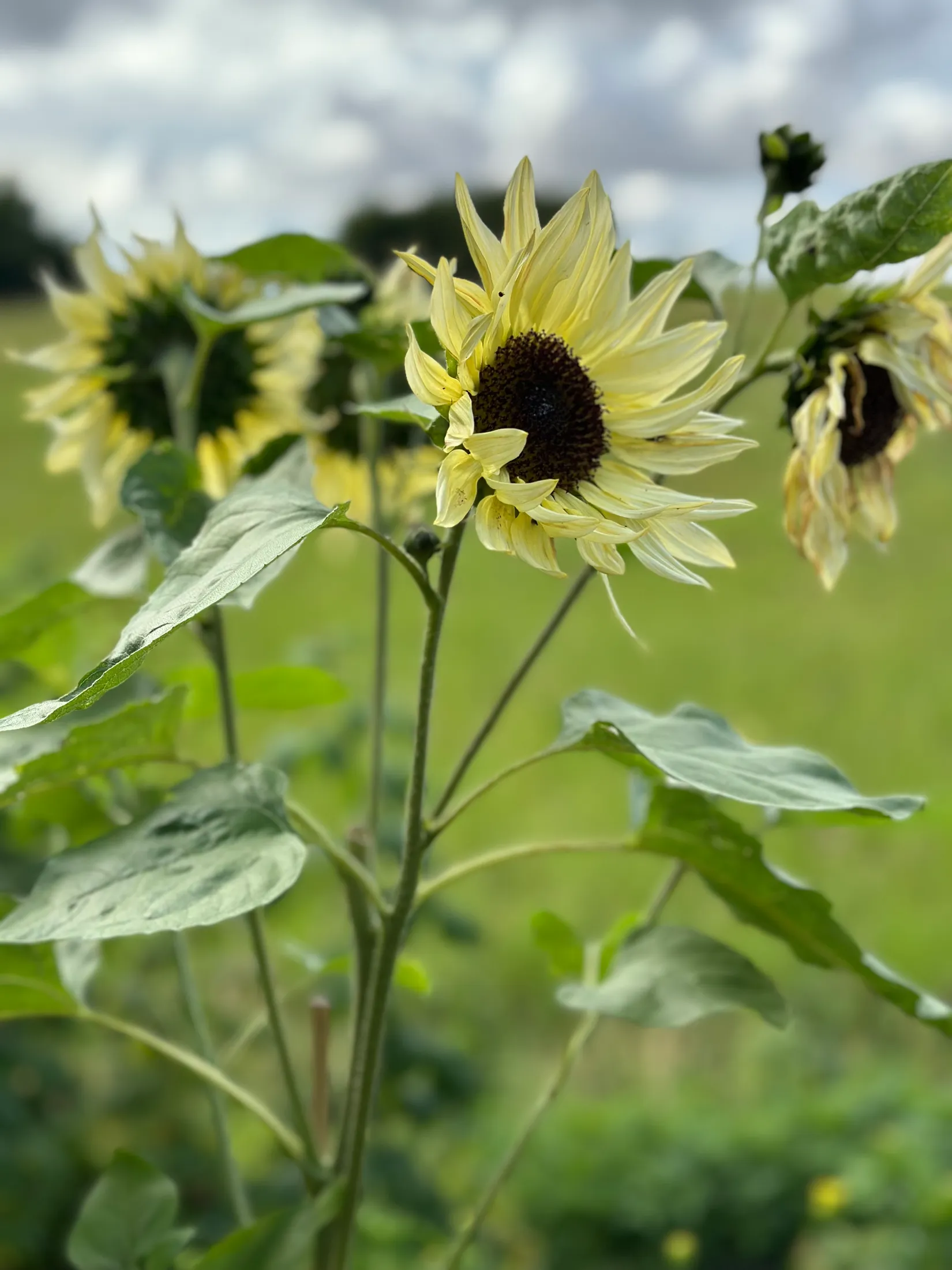 Villa, Borres väg 3, Borrby, Simrishamn