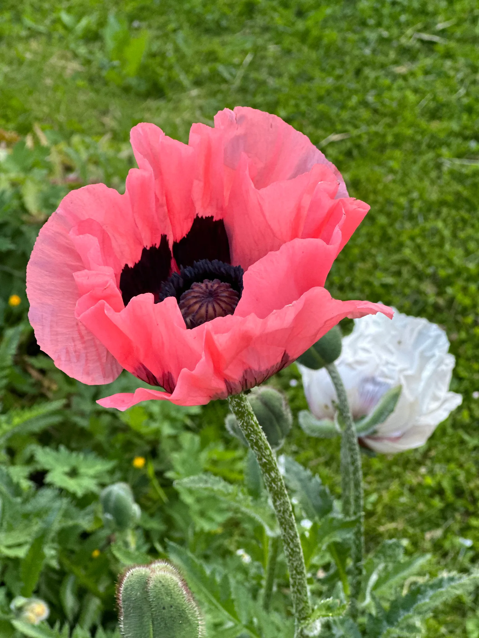 Villa, Borres väg 3, Borrby, Simrishamn