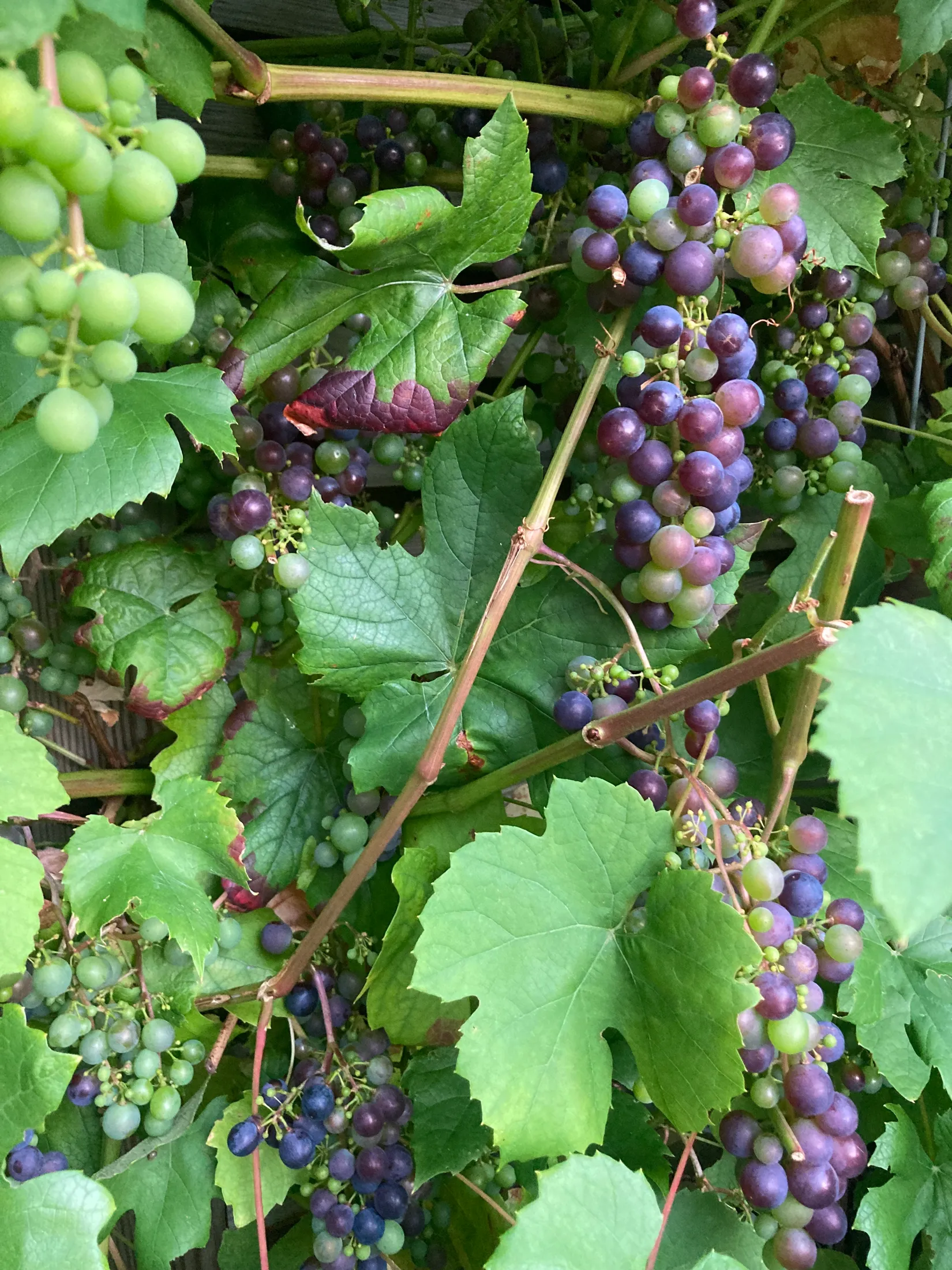 Bostadsrätt, Babordsgången 1AM, Edvinshem, Ystad