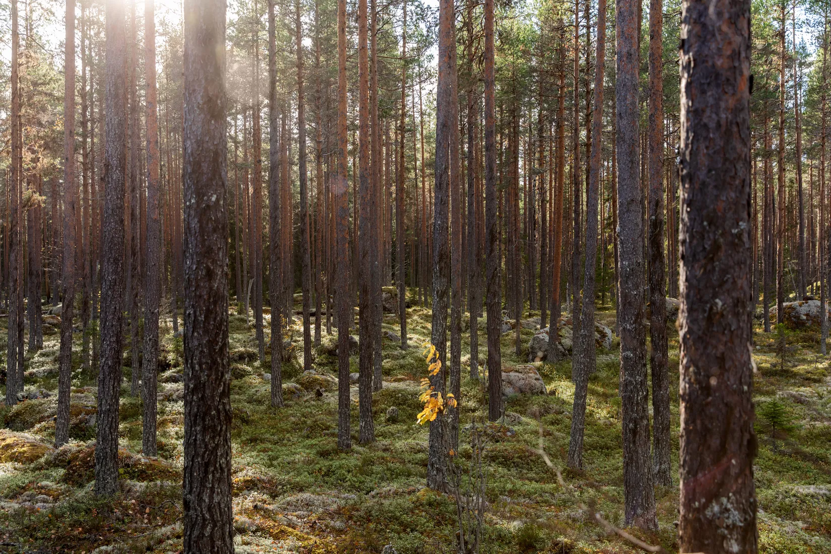 Gård/Skog, Säter 189, Säter, Ånge