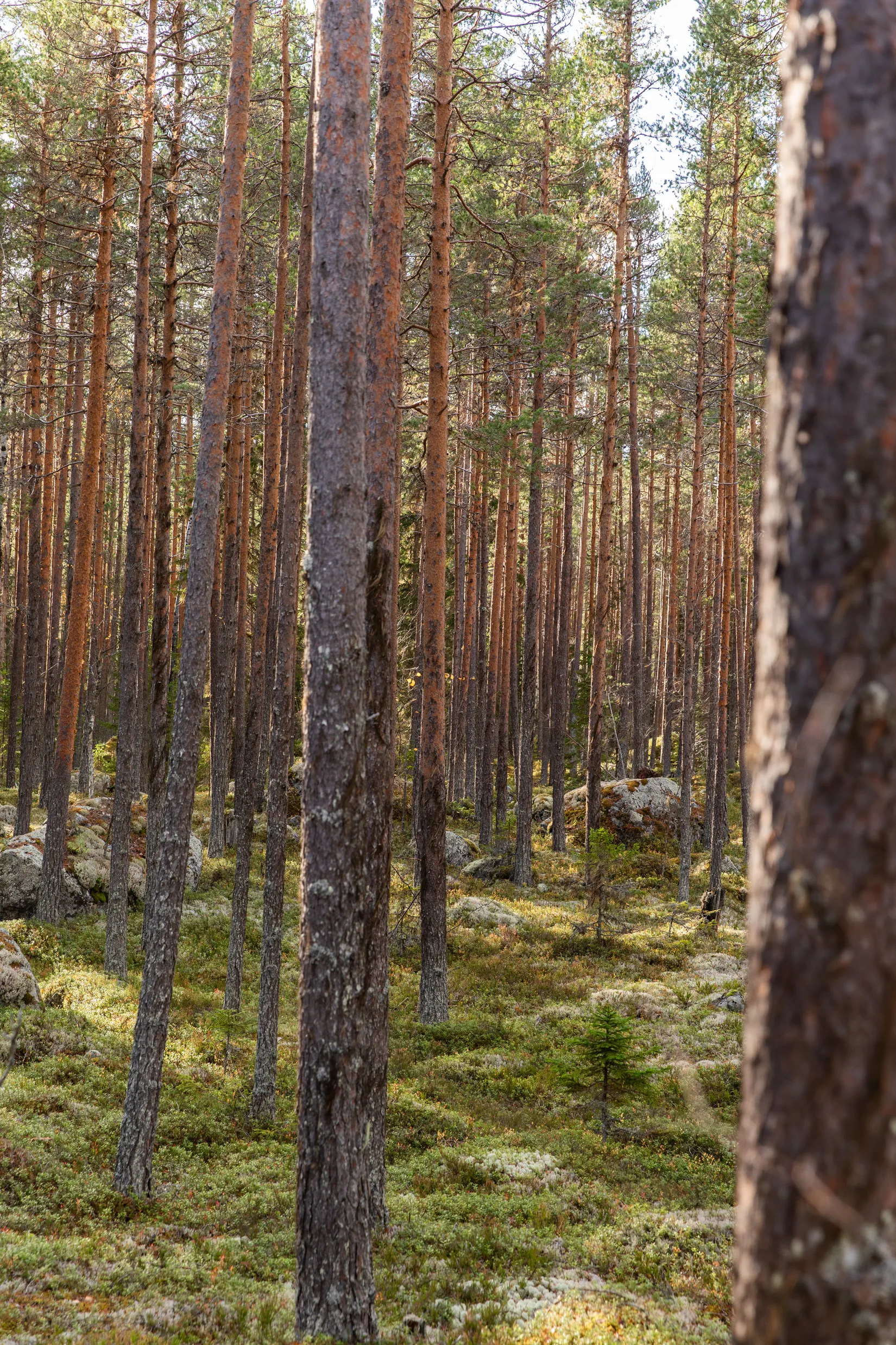 Gård/Skog, Säter 189, Säter, Ånge