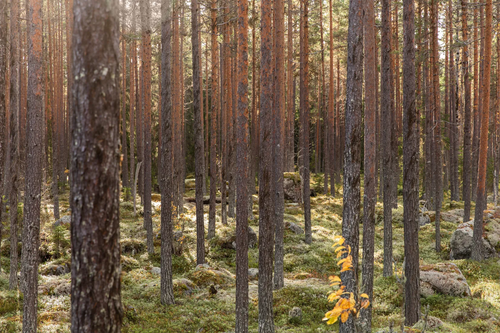 Gård/Skog, Säter 189, Säter, Ånge