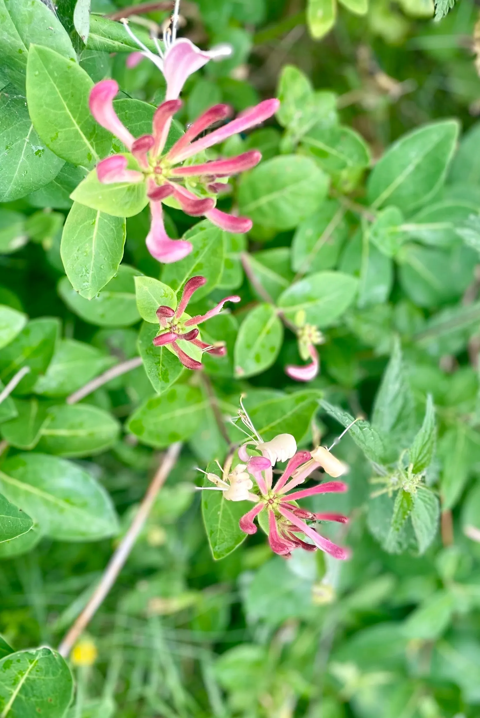 Villa, Utmålsvägen 1, Herräng, Norrtälje
