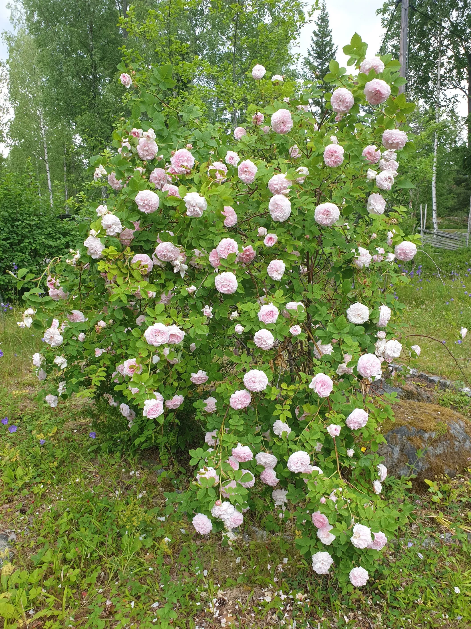 Fritidshus, Tallholmsvägen 11, Marum, Norrtälje