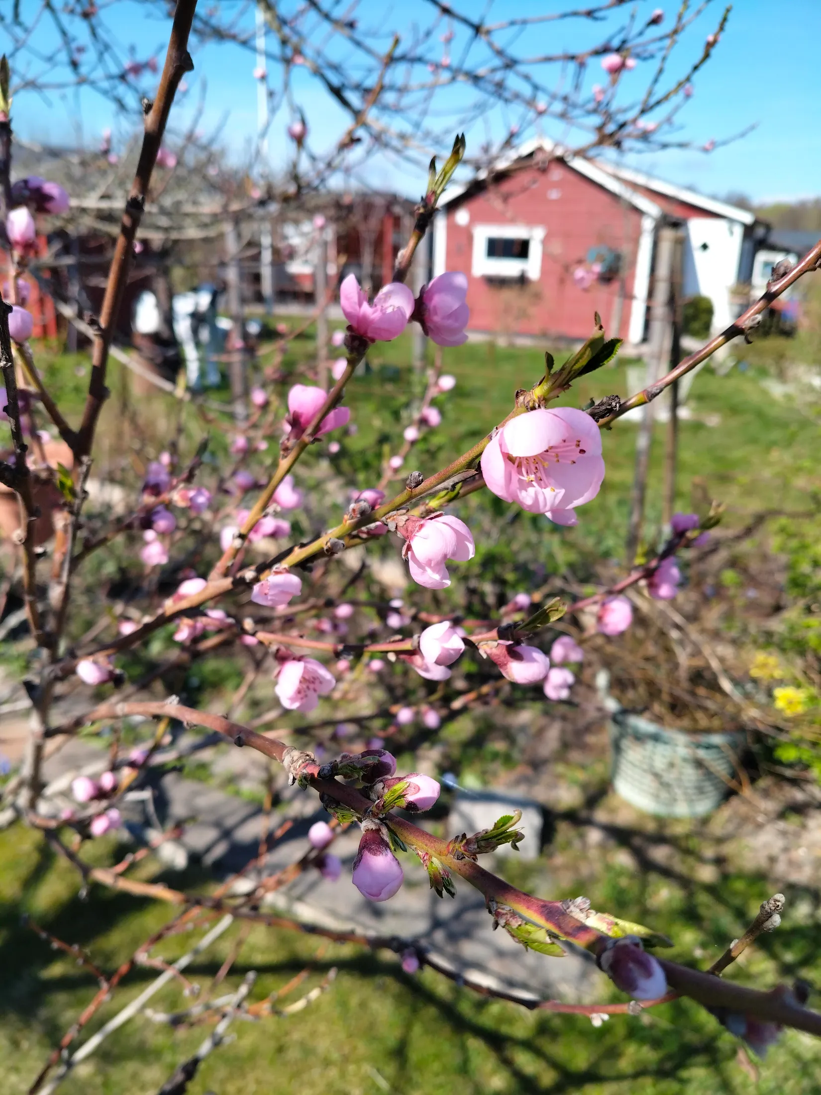 Fritidshus, Kolonistuga Päronvägen 229, Emmalund, Linköping