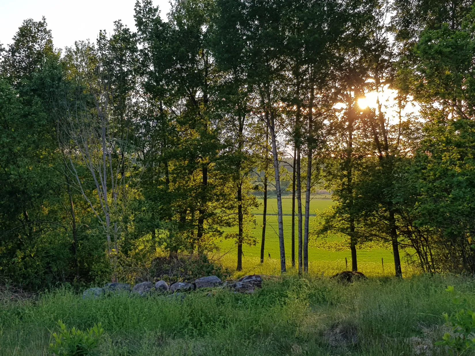 Tomt, Rönnvägen 37, Knutby, Uppsala