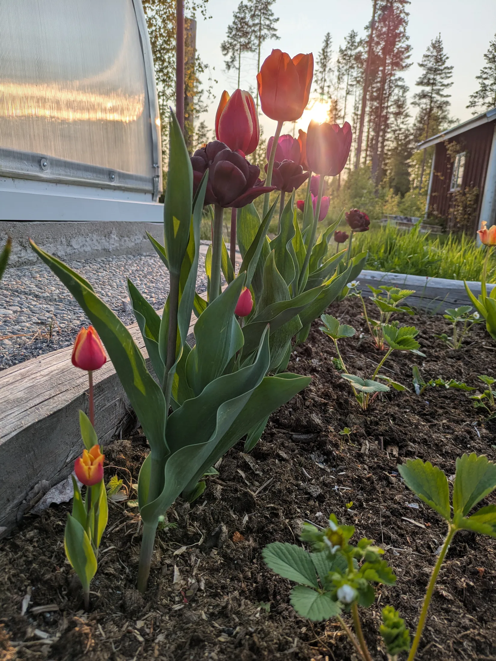 Gård/Skog, Flärke 235, Örnsköldsvik